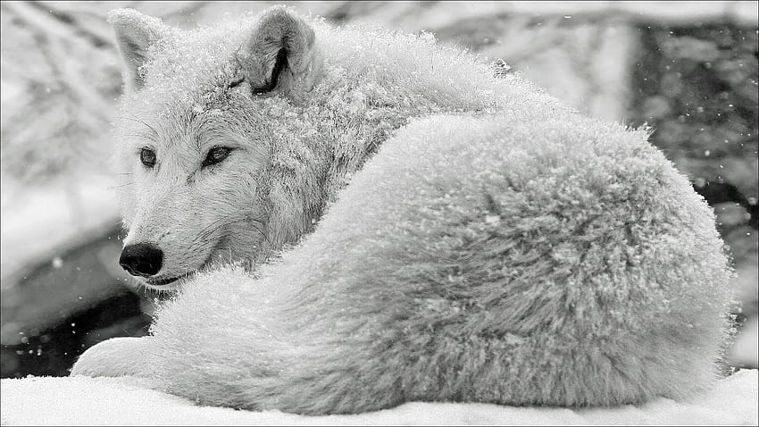 White wolf, winter, animal, white, iarna, snow, wolf, lup HD wallpaper