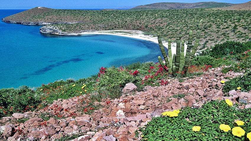 Baja California, california, coast, rocks, land, beach, nature, flowers, sky, water, cactus, ocean HD wallpaper