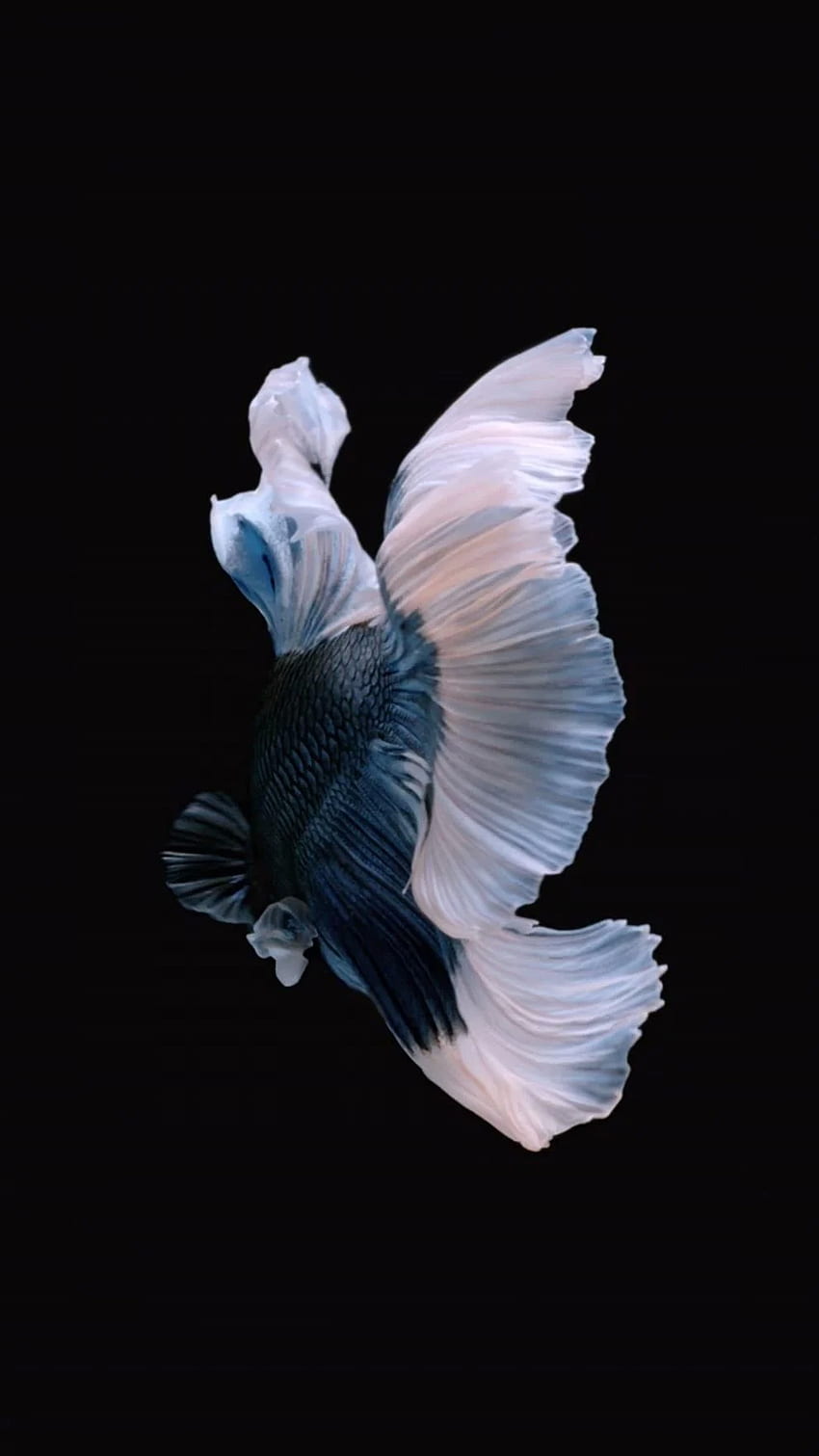 How to Get Apple's Live Fish Back on Your iPhone in iOS, Custom 5S Dynamic HD phone wallpaper