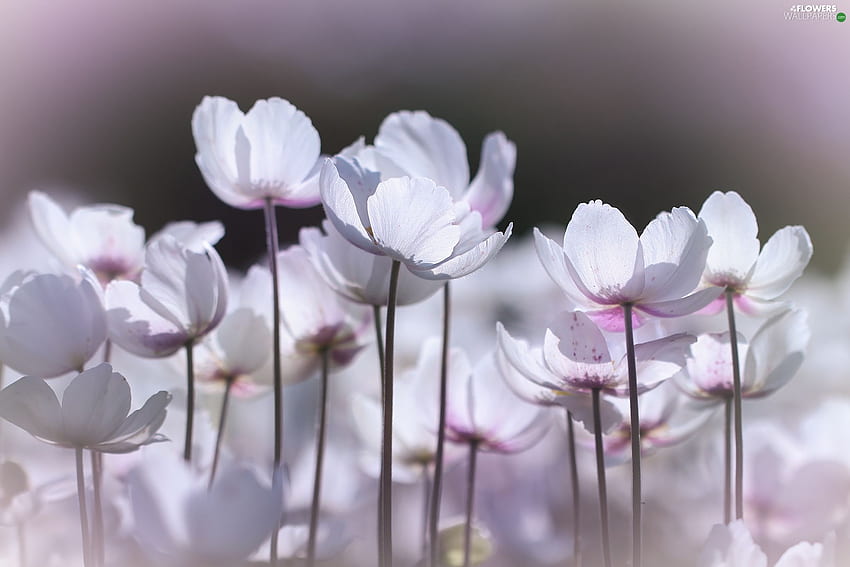 สีขาว, ป่าไม้, ดอกไม้, Poppy Anemone - ดอกไม้ : วอลล์เปเปอร์ HD