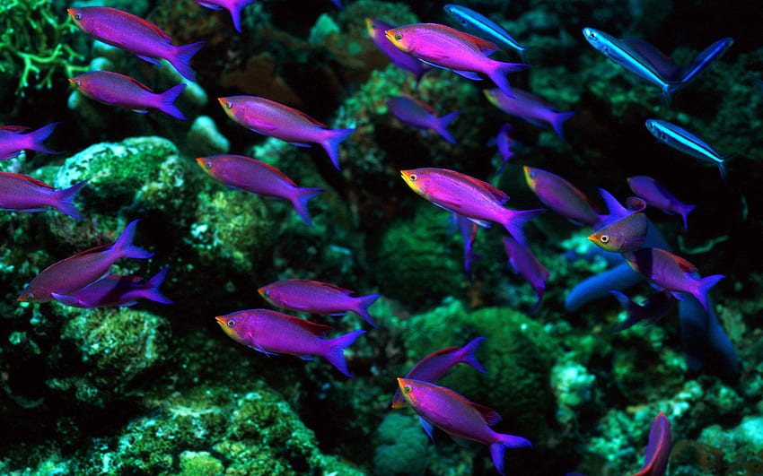 Colorful Group Of Fish : : High, Neon Fish HD wallpaper