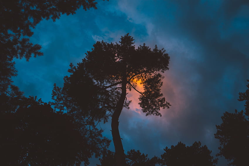 Sonnenuntergang, Himmel, Nacht, Dunkelheit, Holz, Baum HD-Hintergrundbild