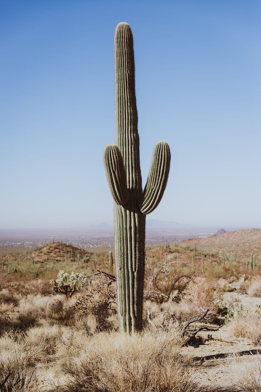 Pustynny Kaktus, Fajny Kaktus Tapeta na telefon HD