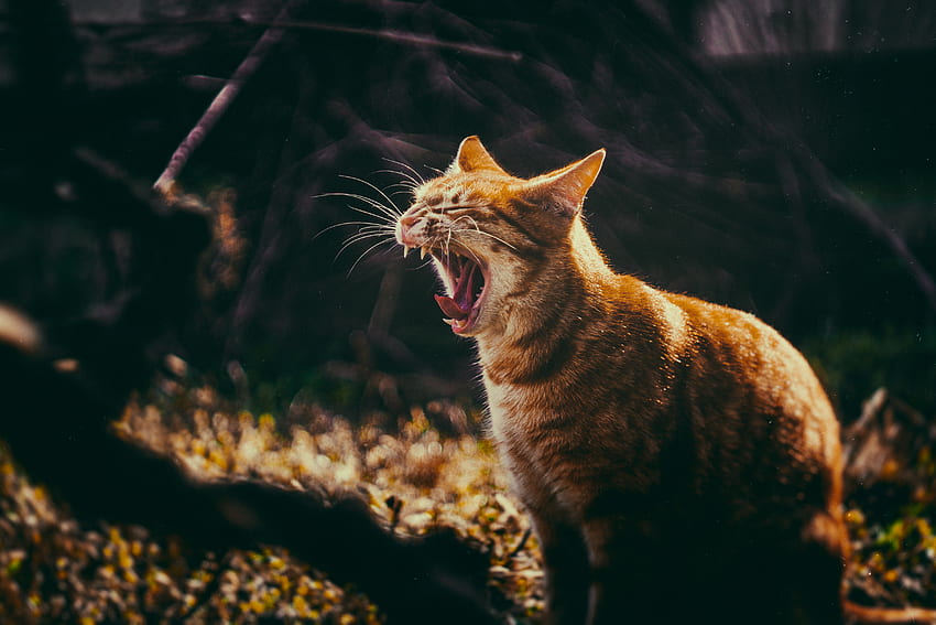 Animals, Cat, Grin, Fangs, Yawn HD wallpaper