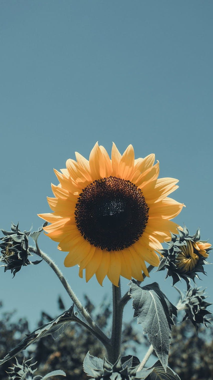 iPhone . Sunflower, Sky, Flower, sunflower, Yellow, Plant HD phone wallpaper