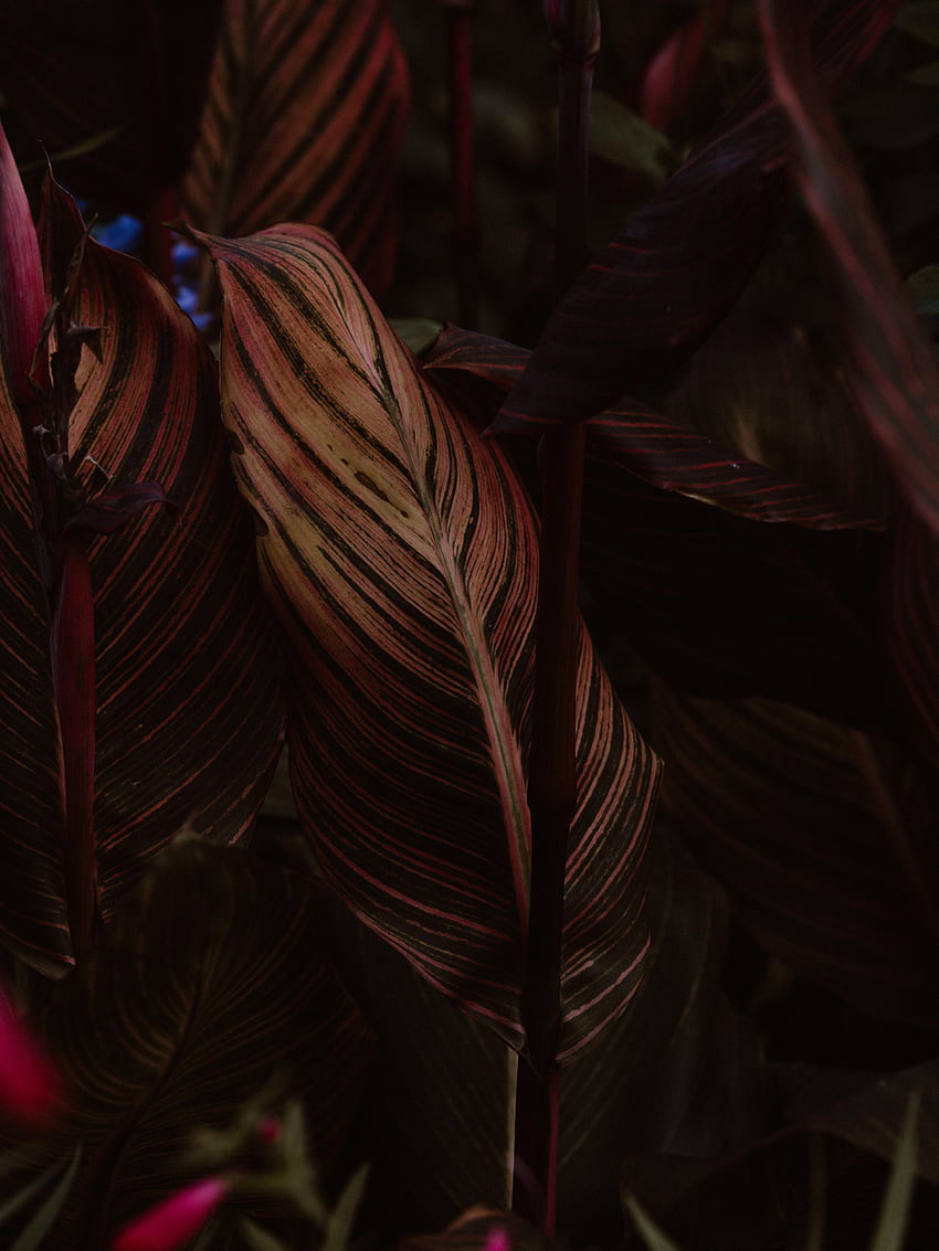 Plant, Macro, Close-Up, Sheet, Leaf, Stripes, Streaks, Veins HD phone wallpaper