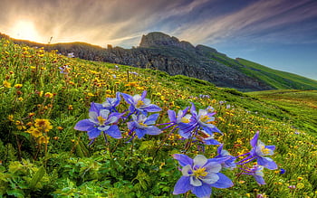 Mountain Wildflowers and Background HD wallpaper | Pxfuel