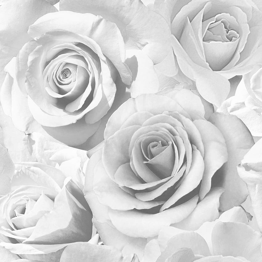 Madison Rose Soft Grey - Blue And Grey Flower,, Gray Rose HD phone wallpaper