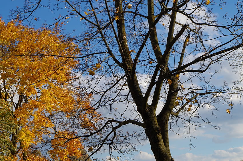 Autumn, trees, sky, leaves HD wallpaper