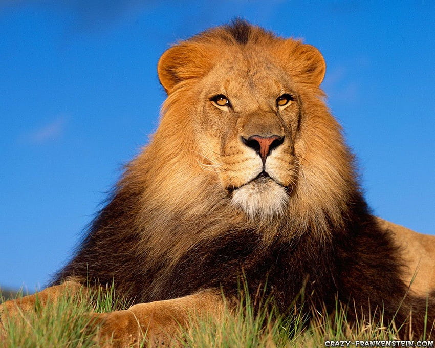 Lion Brave Animal 1280×1024. All Kinds Of Pets, Crazy Animal HD wallpaper
