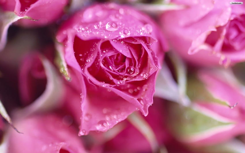 : pink rose meaning. pink roses. pink rose . light pink roses. pink rose pic. single pink roses. pink rose love. dark pink roses HD wallpaper