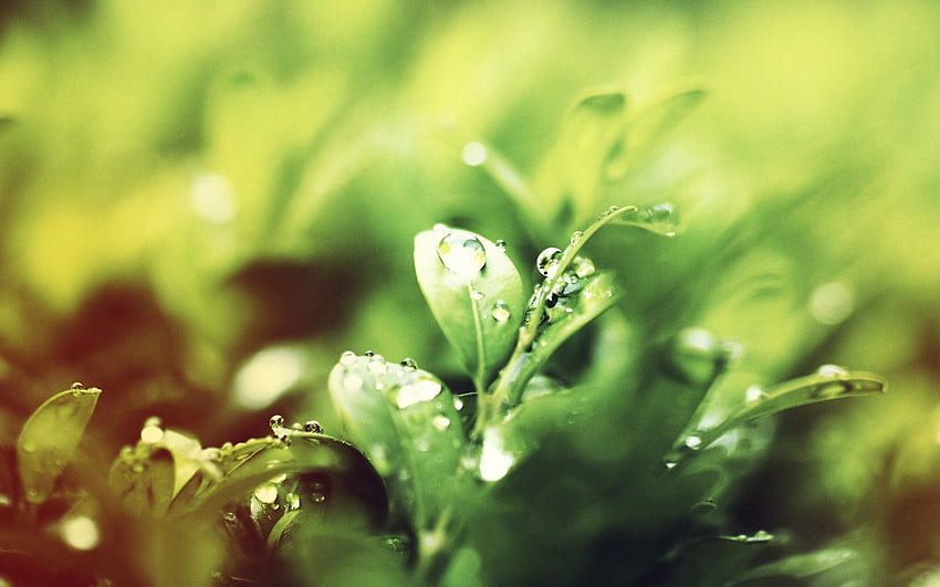 Water, Grass, Drops, Macro, Morning, Dew HD wallpaper