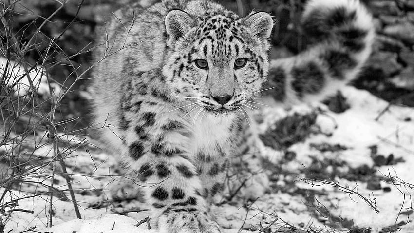 Snow Leopard for Android HD wallpaper