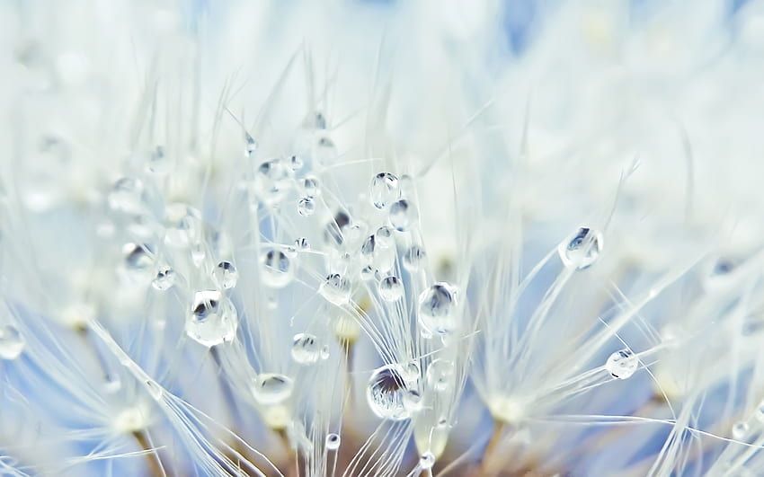 Dandelion, biru, putih, tetes, tekstur, air, makro Wallpaper HD