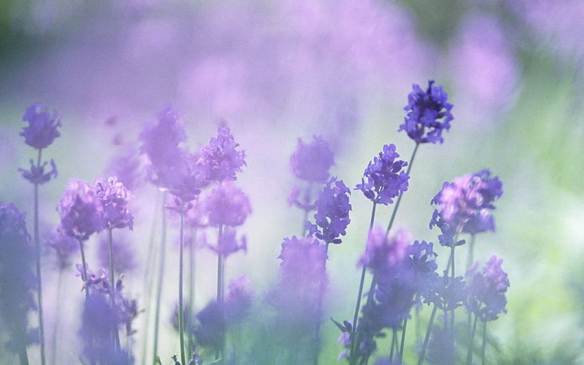Lavender Flower Background, Floral Aesthetic HD wallpaper | Pxfuel