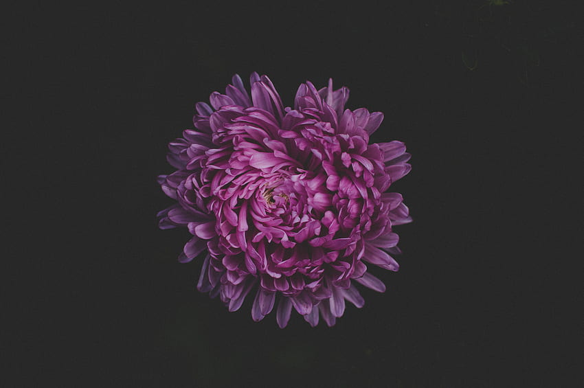 Flowers, Violet, Flower, Dark, Purple, Aster HD wallpaper