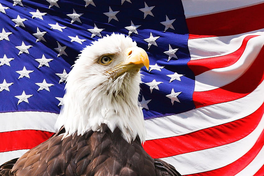 Eagle and Flag, Bald Eagle Flag HD wallpaper