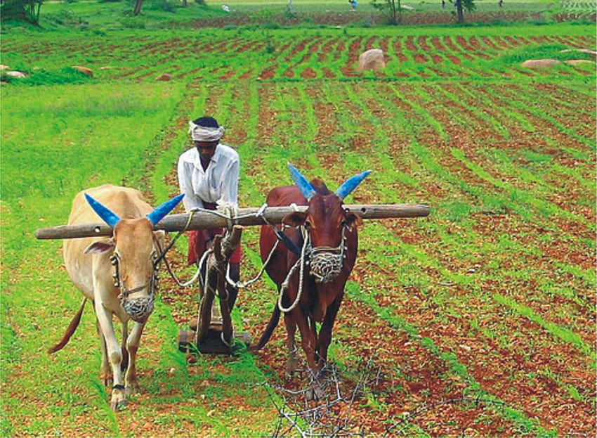 Çiftçiler, Hint Tarımı HD duvar kağıdı