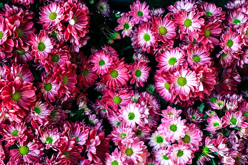 Blumen, Hell, Lot HD-Hintergrundbild