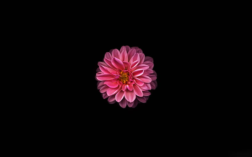 Розова Далия, минимална и тъмна HD тапет