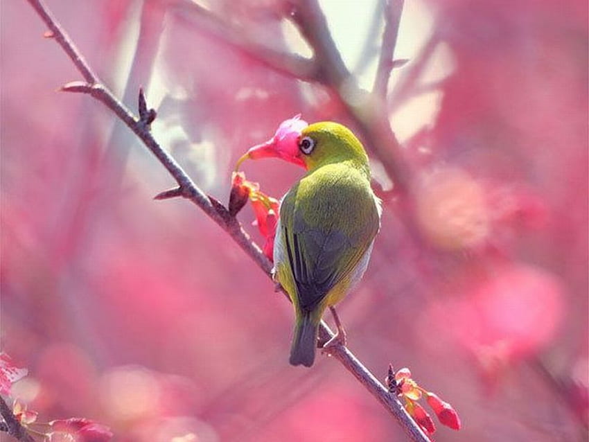 Bird w Flower, beautiful, bird, , flower HD wallpaper