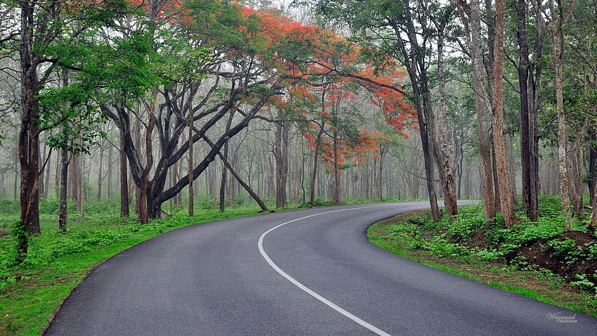 Natureza na floresta de Kerala Bg papel de parede HD