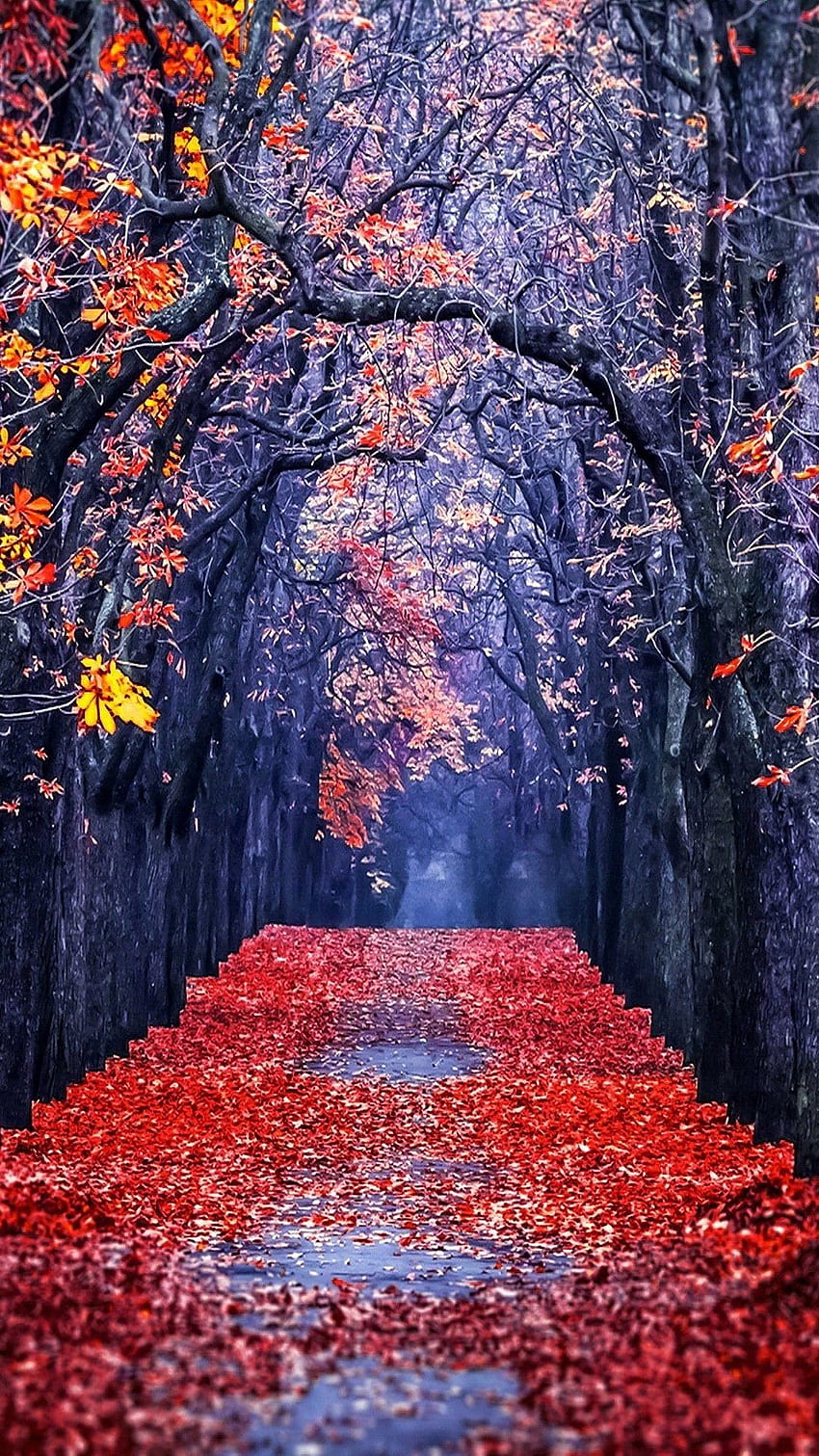 Galeri daun musim gugur dalam cuaca beku dan wallpaper ponsel HD