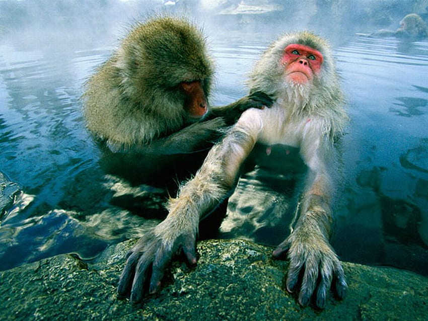 Monos en el agua, fresco, en el agua, monos fondo de pantalla