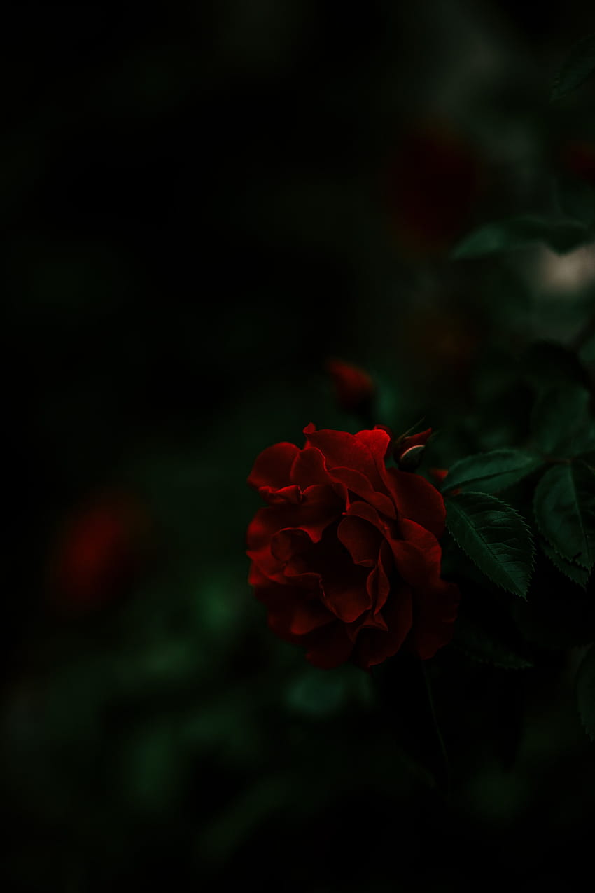 Bush, Sombre, Fleur Rose, Rose Fond d'écran de téléphone HD