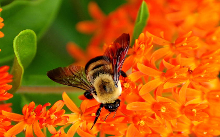 Бъмбъл. Пчела, Пчела на цвете, Цветя на земна пчела, Пчели и цветя HD тапет