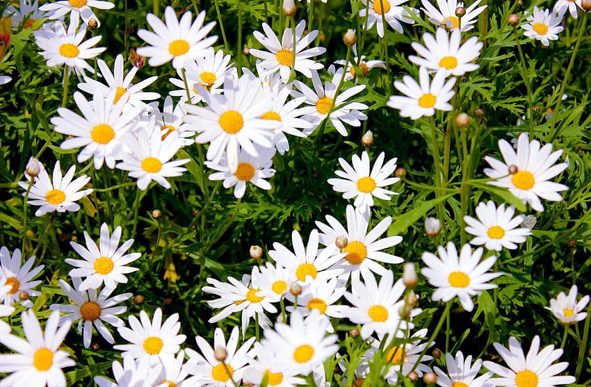 Flowers, Summer, Camomile, Positive, Glade, Polyana, Sunny HD wallpaper