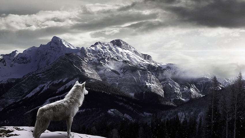 Wolf in the mountains, animal, snow, wolf, predator, mountain HD wallpaper