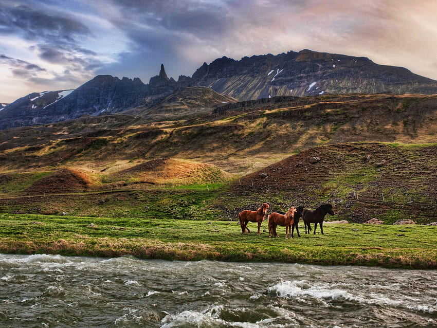 Landscape In Iceland And Horses for Fullscreen, Iceland Summer HD wallpaper