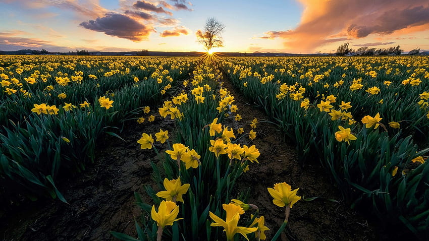Yellow Daffodils, Washington, spring, usa, landscape, clouds, flowers, sky HD wallpaper