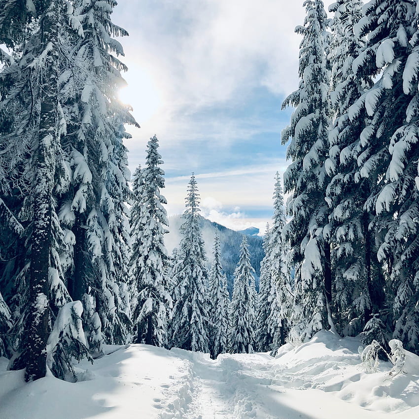 Winter, sunlight, tree, nature HD phone wallpaper