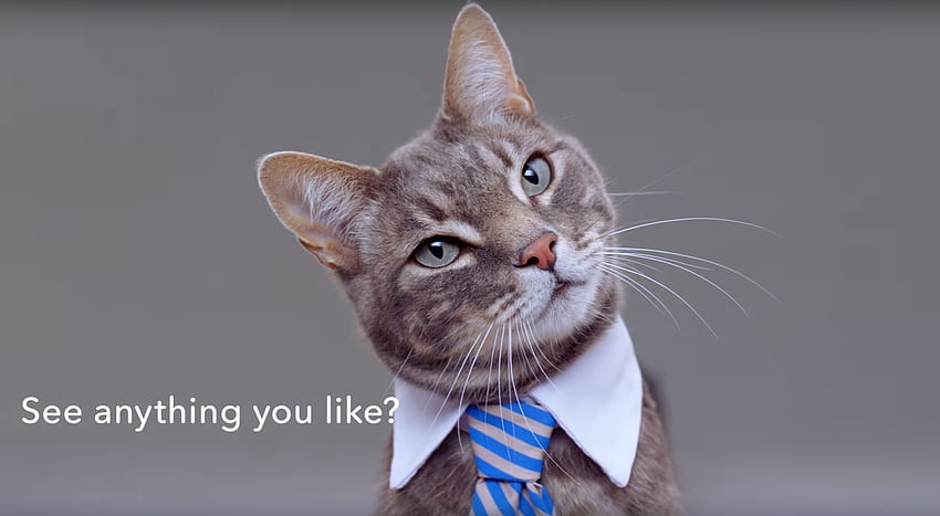 Veja o que você gosta?, pisica, animal, criativo, fantasia, gato, engraçado, gravata papel de parede HD