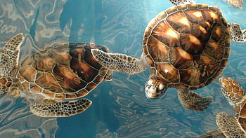 Sea Turtles, sea turtle computer HD wallpaper | Pxfuel