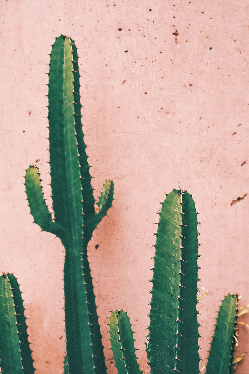 Green Cactus Plant Against Pink Wall · Stock HD phone wallpaper