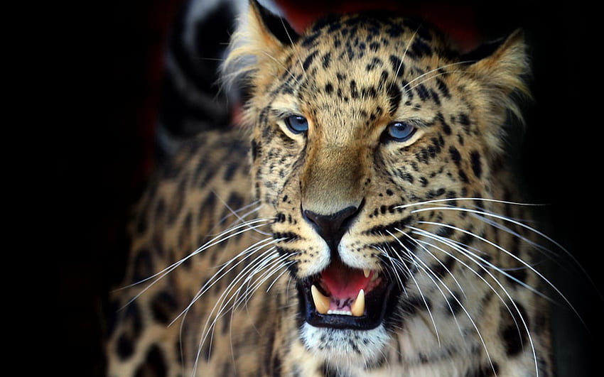Animais, Leopardo, Agressão, Focinho, Predador, Visão, Opinião papel de parede HD