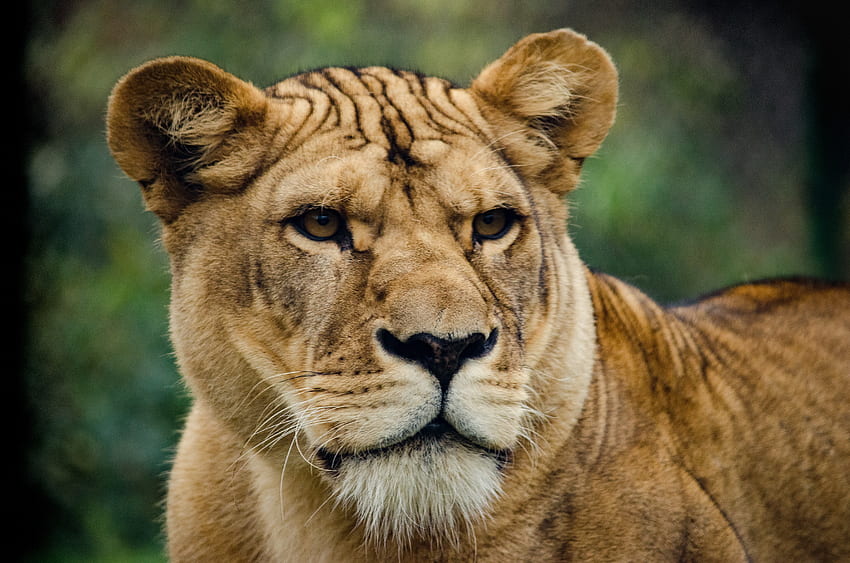Animals, Lion, Predator, Sight, Opinion, Lioness HD wallpaper
