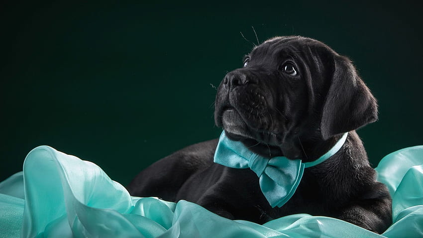 Kravatla Etiketlendi: Tie Blue Cane Bow Sevimli Siyah Corso Köpek HD duvar kağıdı