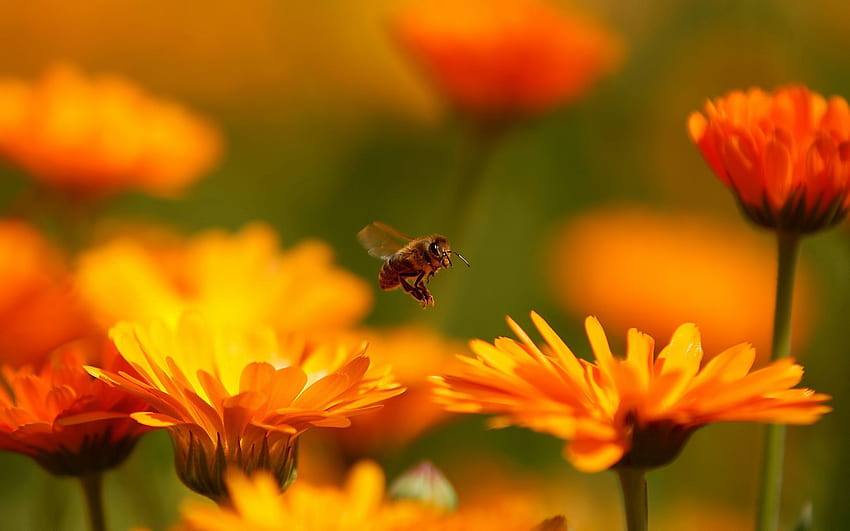 ดอกไม้ มาโคร แมลง เที่ยวบิน ผึ้ง วอลล์เปเปอร์ HD