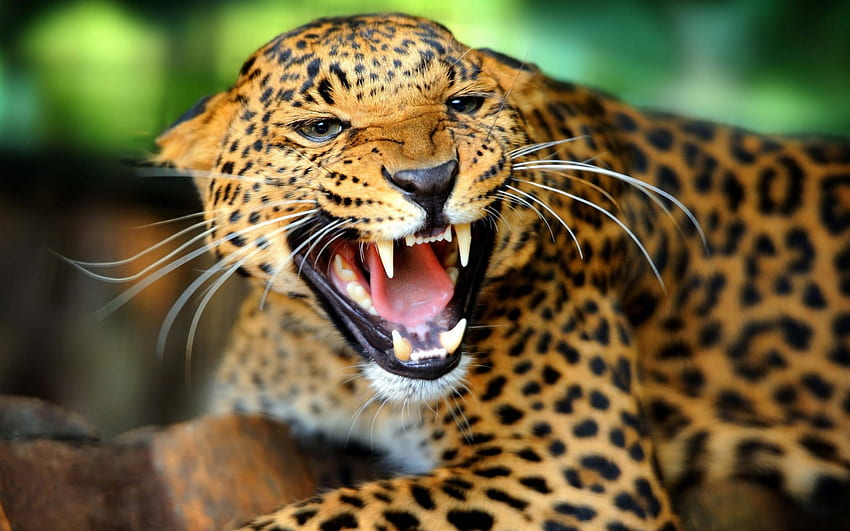 Wild Leopard, teeth, animal, wild, forest HD wallpaper