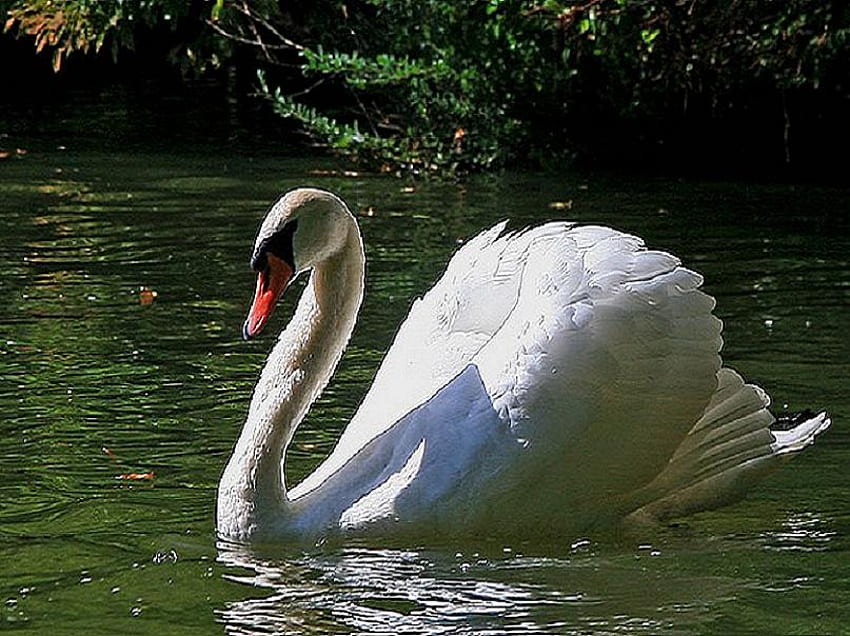 Graceful, swimming, white, reflection, bird, swan, water HD wallpaper