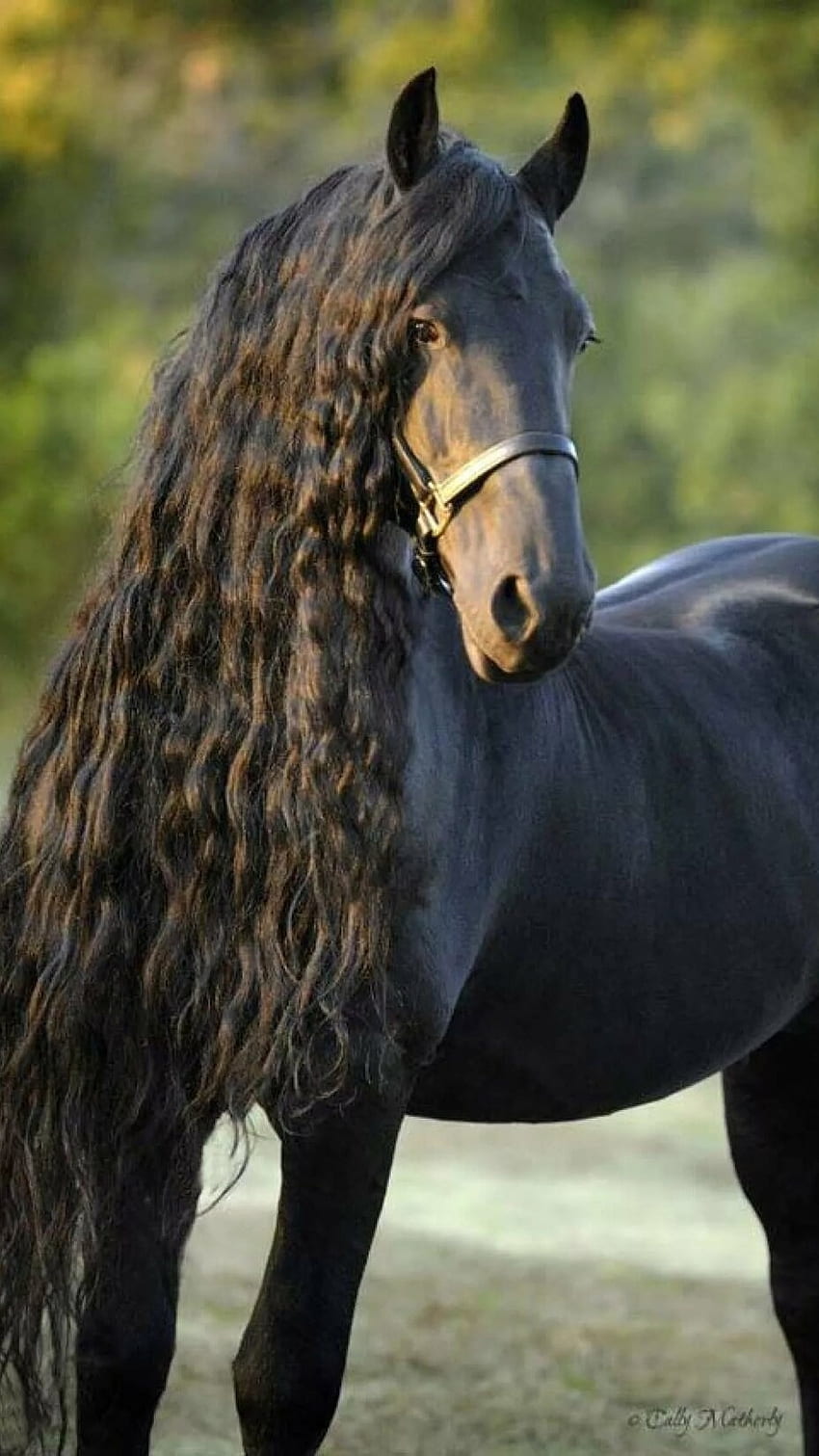 Long haired horse HD wallpapers | Pxfuel