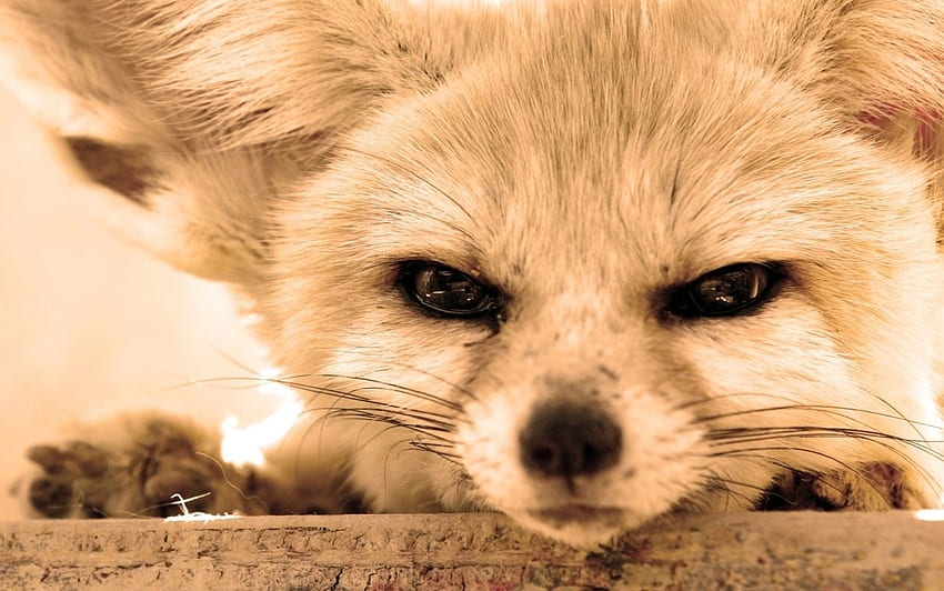 Fennec Fox. Fennec, Animaux, Köpekgiller HD duvar kağıdı
