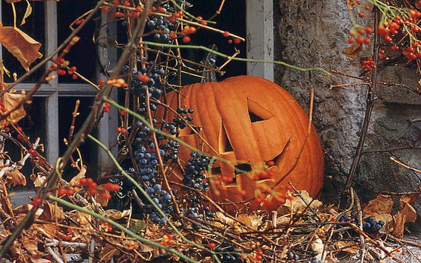 Herbst im Land, Halloween, Blätter, Fenster, Herbst, Kürbis, Beeren, Kürbislaterne, Herbst HD-Hintergrundbild