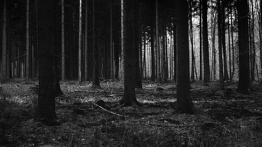 ノートパソコン用。 森の暗い怖い夜の木の自然、暗い森のラップトップ 高画質の壁紙
