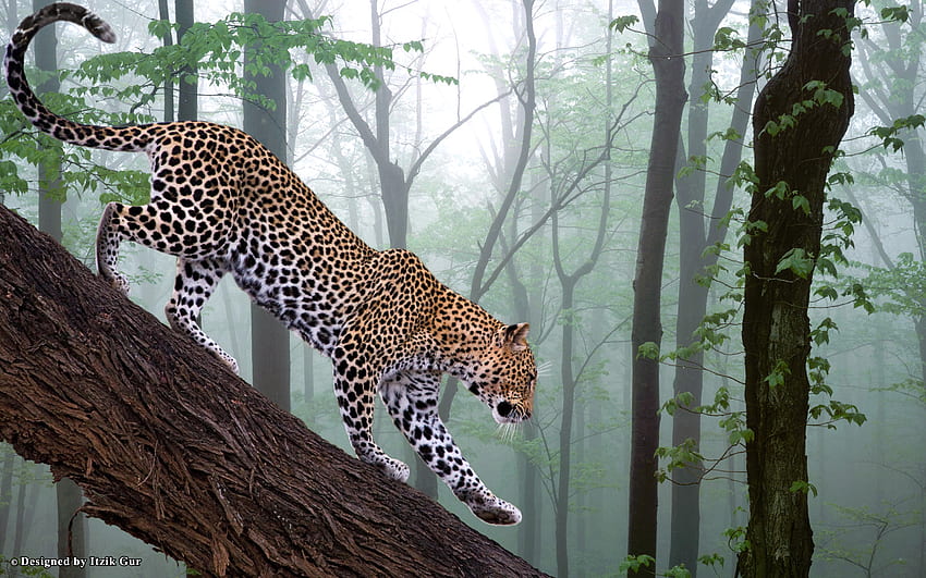 Macan tutul di Hutan, alam, macan tutul, hutan, keindahan Wallpaper HD