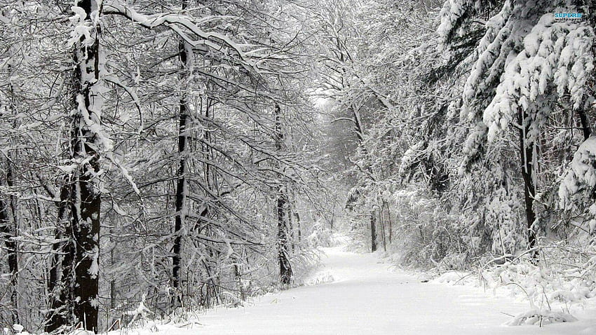 Gotischer Wald, gotischer Winter HD-Hintergrundbild